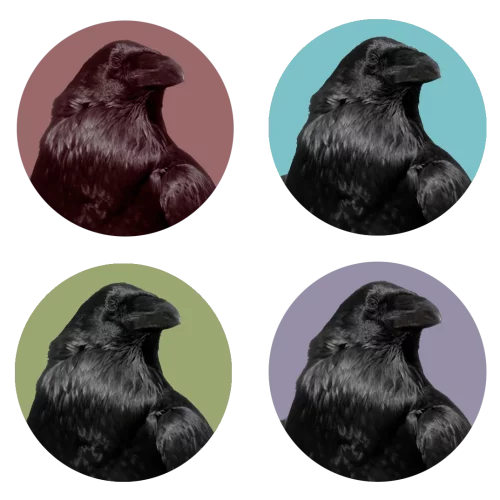 four-ravens-new