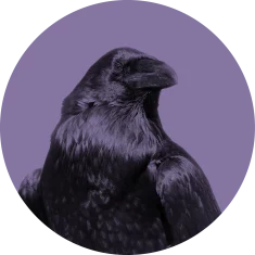 raven_purple